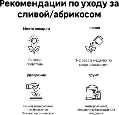 Абрикос колоновидный Звездный – фото 3