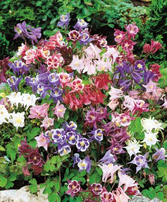 Аквилегия Бидермайер – фото 1