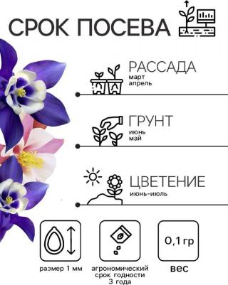 Аквилегия Бидермайер – фото 2