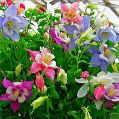 Аквилегия Бидермайер – фото 5