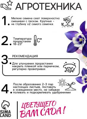 Аквилегия Бидермайер – фото 15