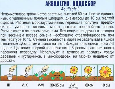 Аквилегия Желтый гигант – фото 10