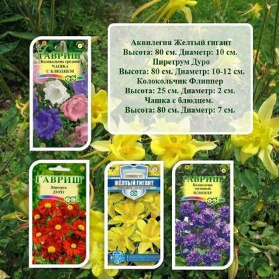 Аквилегия Желтый гигант – фото 20