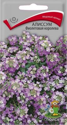 Алиссум Фиолетовая королева – фото 3