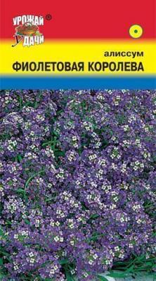 Алиссум Фиолетовая королева – фото 10