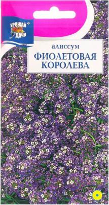 Алиссум Фиолетовая королева – фото 18