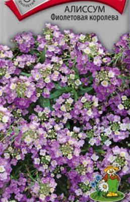 Алиссум Фиолетовая королева – фото 20