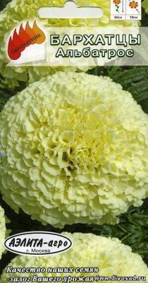 Бархатцы Альбатрос – фото 1