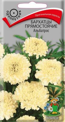 Бархатцы Альбатрос – фото 18