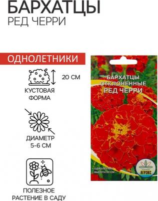 Бархатцы Ред черри
