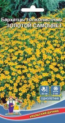Бархатцы Золотой самоцвет – фото 9