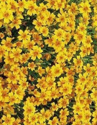 Бархатцы Золотой самоцвет – фото 18