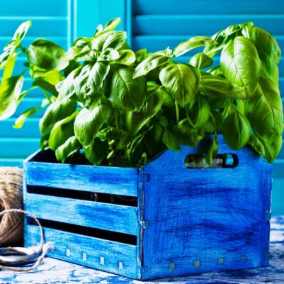 Базилик Русский гигант зеленый – фото 16