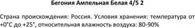 Бегония Ампельная белая – фото 7