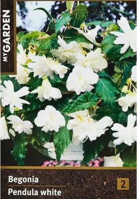 Бегония Ампельная белая – фото 9