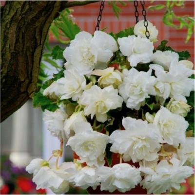 Бегония Ампельная белая – фото 12