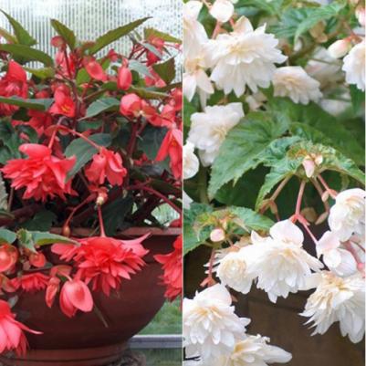 Бегония Ампельная белая – фото 14