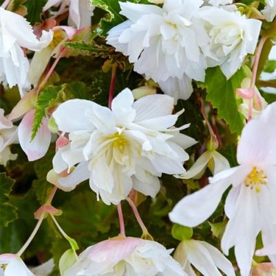 Бегония Ампельная белая – фото 16