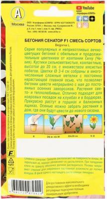 Бегония Сенатор – фото 15