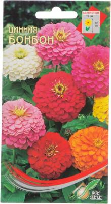 Цинния Бон бон – фото 15