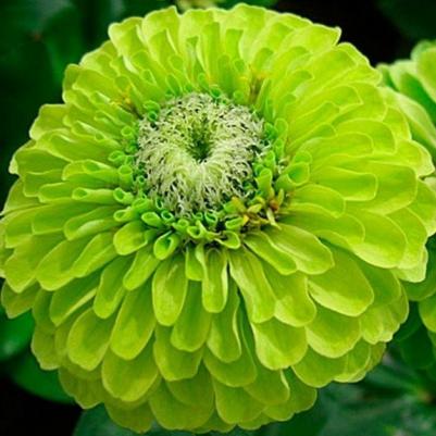 Цинния Энви – фото 5