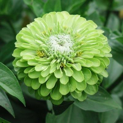 Цинния Энви – фото 13