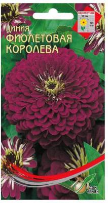 Цинния Фиолетовая Королева – фото 2