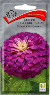 Цинния Фиолетовая Королева – фото 4