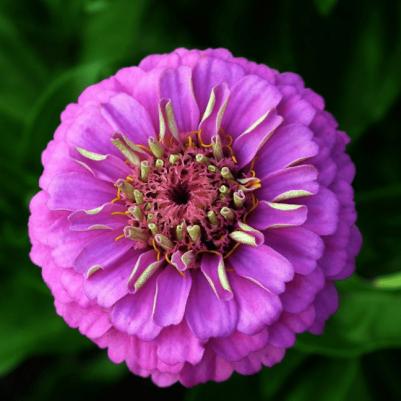 Цинния Фиолетовая Королева – фото 7