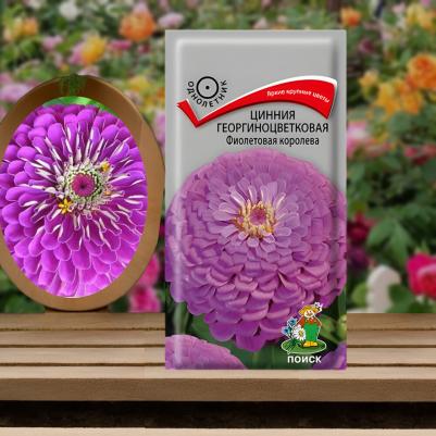 Цинния Фиолетовая Королева – фото 8