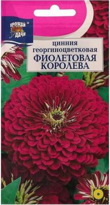 Цинния Фиолетовая Королева – фото 10