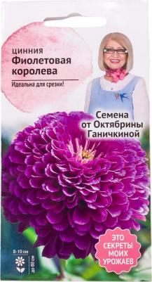 Цинния Фиолетовая Королева – фото 14
