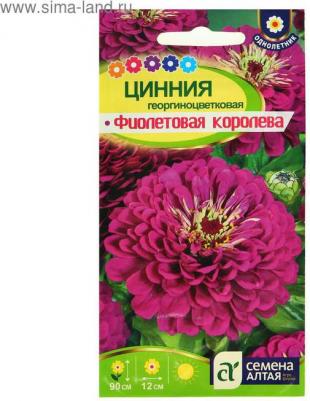 Цинния Фиолетовая Королева – фото 19