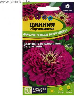 Цинния Фиолетовая Королева – фото 20