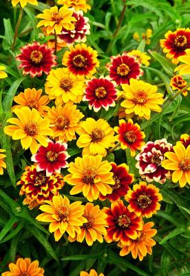 Цинния Персидский ковер – фото 14