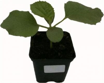 Дыня Медовый спас – фото 15