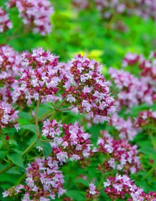 Душица обыкновенная Фея – фото 3