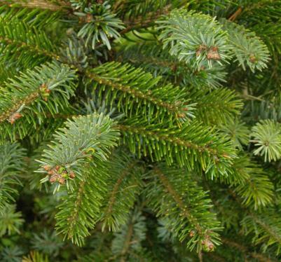 Ель Сербская – фото 1