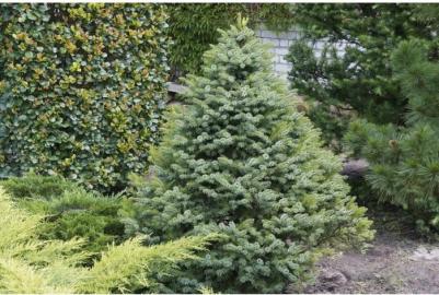 Ель Сербская – фото 4