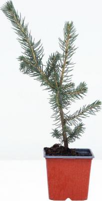 Ель Сербская – фото 6