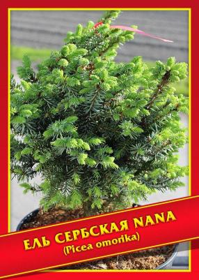 Ель Сербская – фото 7