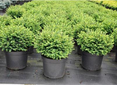 Ель Сербская – фото 9