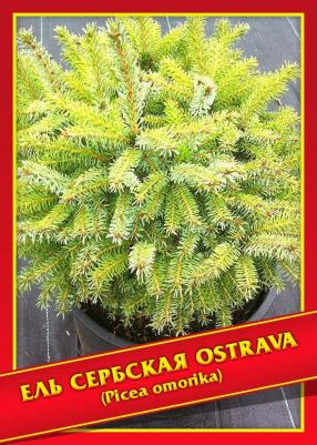 Ель Сербская – фото 11