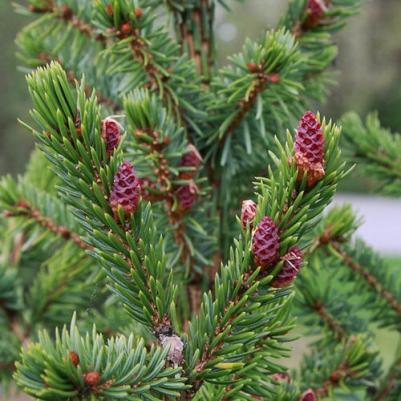 Ель Сербская