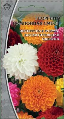 Георгина Помпонная – фото 2