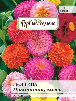 Георгина Помпонная – фото 9
