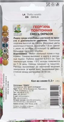 Георгина Помпонная – фото 14