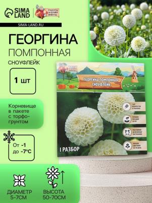 Георгина Помпонная – фото 20