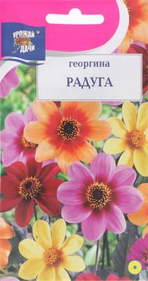 Георгина Радуга – фото 11