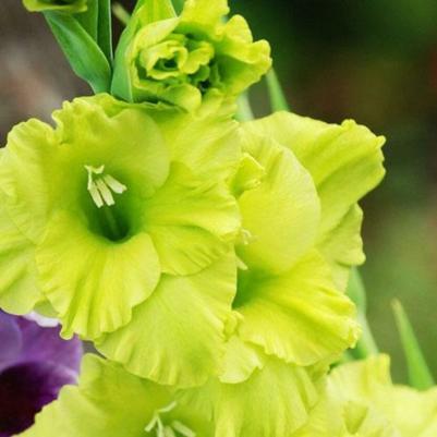 Гладиолус Грин Стар – фото 5
